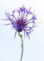 Greater Knapweed