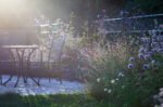 Dusk in the garden, PGPA Image of the month