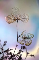 Hydrangea skeletons