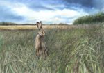 The Hare