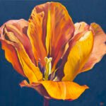 Orange Tulip 3