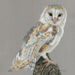 Barn Owl