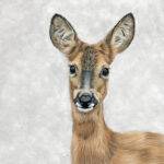 Roe Deer