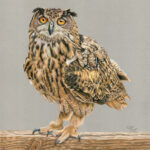 Eurasian Eagle Owl