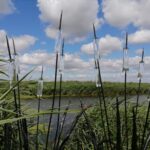 Bullrush Cluster