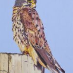 Watching (Kestrel)