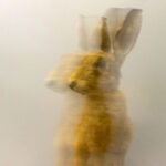 Hare, ICM photograph