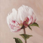 Peony flower