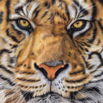 Tiger Portrait