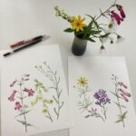 Watercolour flower studies