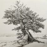 Long Melford Oak Indian ink on cotton rag